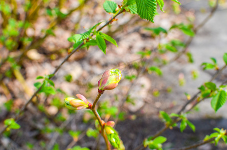 树芽发芽摄影照片_一棵树的分支与发芽的芽，早春，特写镜头。