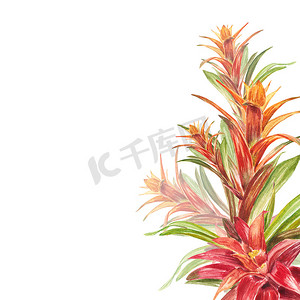 有红色和绿色叶子的热带凤梨科植物，手绘水彩。