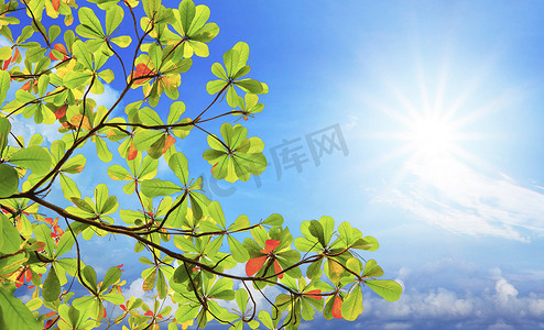 绿海杏仁叶和树枝反对阳光照射在 b 上