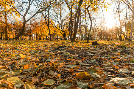 园艺剪草广告摄影照片_10 月在公园或广场上散步，穿过秋天金色的树叶，沐浴着阳光。