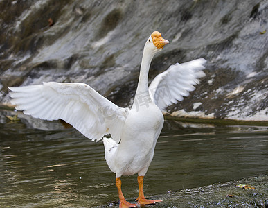 鸭子摄影照片_自然背景下的白鹅图像。