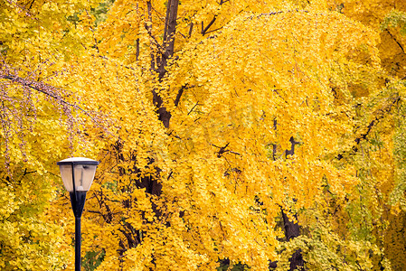 背景银杏摄影照片_背景银杏树上有黄叶的街灯柱