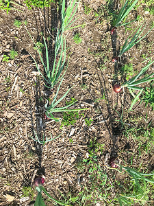 补丁摄影照片_美国补丁园种植的顶视有机红洋葱球茎