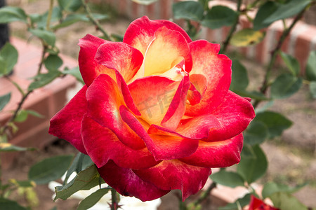 美丽的玫瑰色彩缤纷（花瓣、叶子、花蕾和开放的花朵）