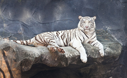 青龙白虎图摄影照片_动物园岩石上的白虎