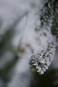 覆盖着新雪的圣诞常青松树