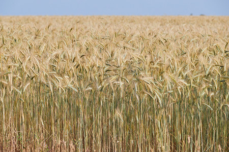 耳朵暖摄影照片_法国普罗旺斯日落时，风中的麦穗，黄色暖光，成熟的锥体，地平线，金色