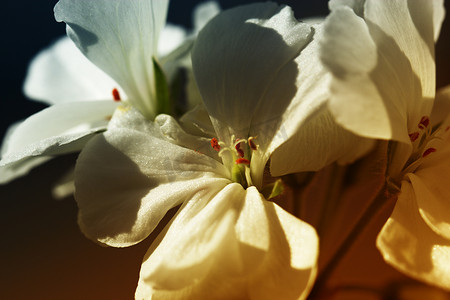 堇菜的白色小花