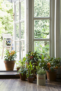 家里的门摄影照片_家里的盆栽植物