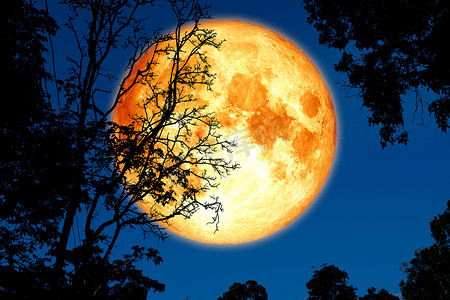 满地月回到夜空中的剪影植物和树木
