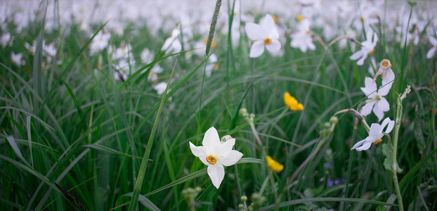 自然公园绿色春草甸上开花的白水仙