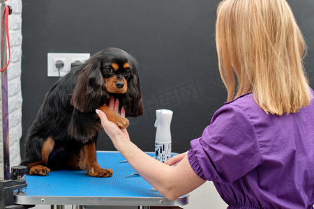西班牙女摄影照片_一位女美容师遇到了一只西班牙猎犬并握住了她的爪子