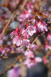 奥卡梅樱花