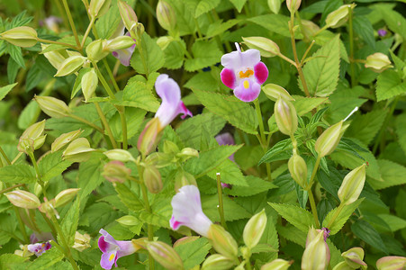 叉骨 (Torenia fournieri) 花