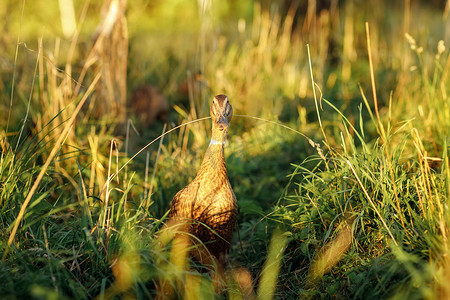 的灯光摄影照片_傍晚黄金时段灯光下，鸭子在草地上