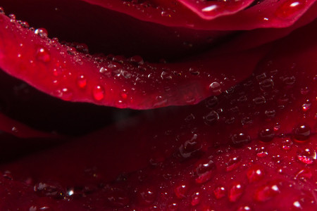水滴在红玫瑰上的宏观背景