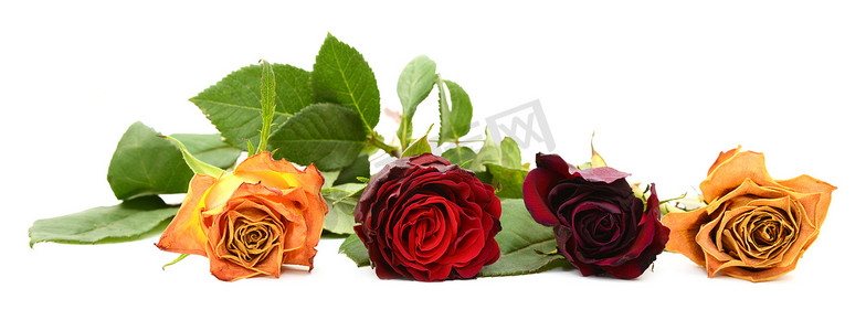 凋谢的玫瑰花摄影照片_一排四朵凋谢的玫瑰花