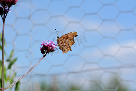 墨滴逗号摄影照片_逗号蝴蝶的闭合翅膀，带有独特的 c 标记