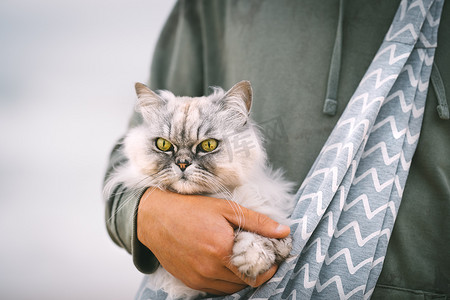 猫咪包猫咪包摄影照片_风趣的灰猫坐在户外主人怀里的肩背猫包里