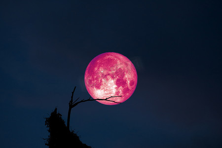 超级满月回到夜空剪影干树枝树上
