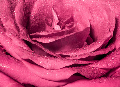 粉红玫瑰的甜美色彩，浪漫色彩的自然花卉背景