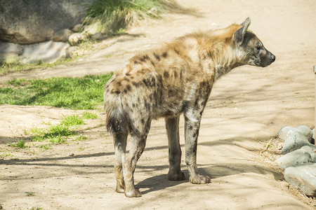 一只斑鬣狗盯着某物