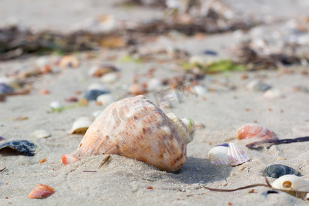 沿海沙子、沙滩上的大贝壳和蛤蜊