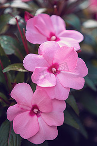 粉红色的花新几内亚凤仙花