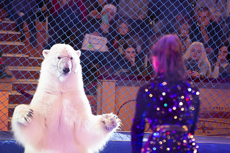 驯兽师带着北极熊在马戏团表演。