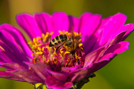 蜜蜂在装饰园林花卉上采集花粉的宏观