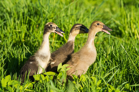 小家电组合摄影照片_坐在绿草上的三只小家养灰小鸭