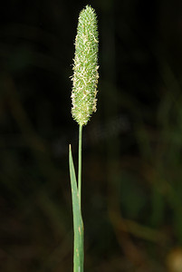 Phleum pratense，过敏原植物