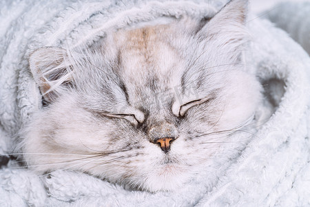 可爱的灰色波斯猫在舒适柔软的毯子里睡觉或打盹。
