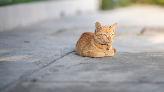 黄猫以面包姿势坐着，眼睛半闭。