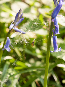 春天，一只蜘蛛在蓝铃之间的网上等待着