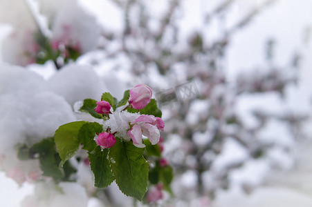 春天的雪覆盖着新鲜的粉红色苹果树花