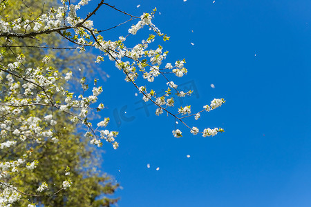 苹果树花。