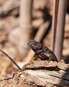 西部栅栏蜥蜴，称为 Sceloporus occidentalis