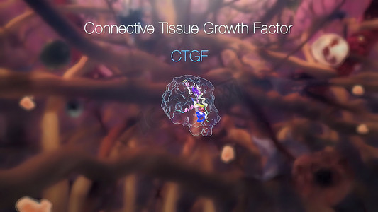 结缔组织生长因子促进软骨细胞的增殖和分化。