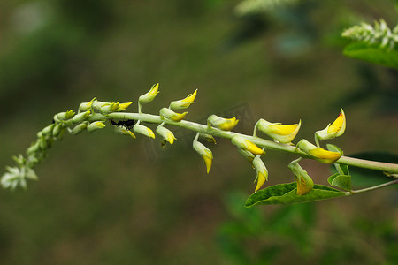 植物中的黄色设计花与蚂蚁