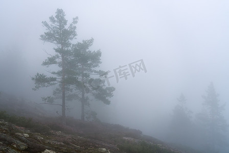斯堪的纳维亚山松树林上空覆盖着浓雾，瑞典北部山区的夏日，浓雾弥漫