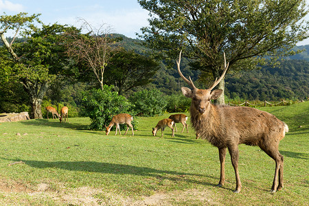 日本奈良鹿摄影照片_鸭奈良鹿