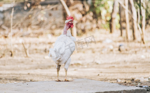 家鸡农场摄影照片_院子里美丽的品种公鸡，院子里的农场公鸡，院子里的品种公鸡的特写
