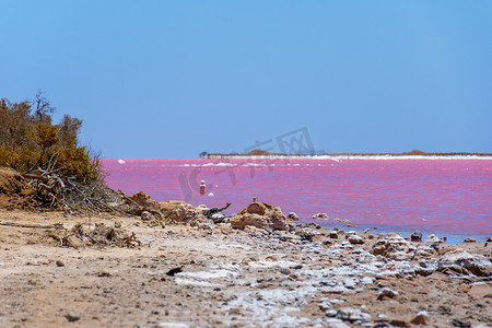 西澳大利亚格雷戈里附近粉红湖海滩上的枯枝和盐晶