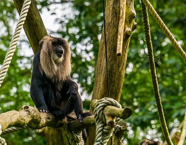 濒危动物摄影照片_长尾猕猴、热带灵长类动物、印度山区濒危动物的特写