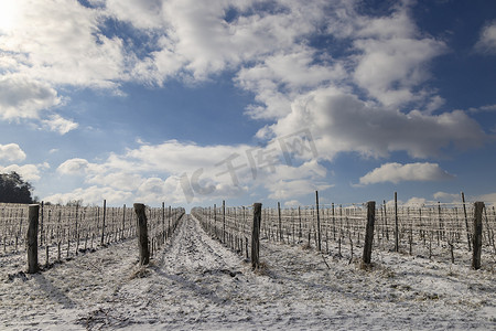 捷克共和国南摩拉维亚帕拉瓦地区米库洛夫附近的冬季葡萄园