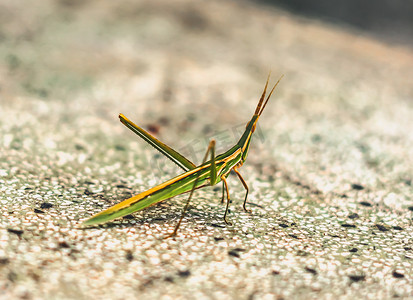 banner条纹摄影照片_BANNER 自然美女真实照片MACRO 关闭锥头东部长蚂蚱Acrida ungarica，蝗虫昆虫怪异美妙，绿色橙色条纹。