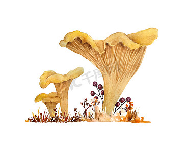 手绘水彩插图的鸡油菌 cibarius 食用野生真菌蘑菇在秋天秋天的木头。