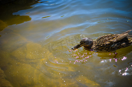 鸭子在河里游泳摄影照片_一只野鸭在河里游泳