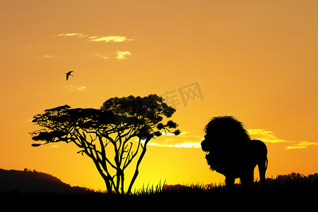 日落时的狮子剪影